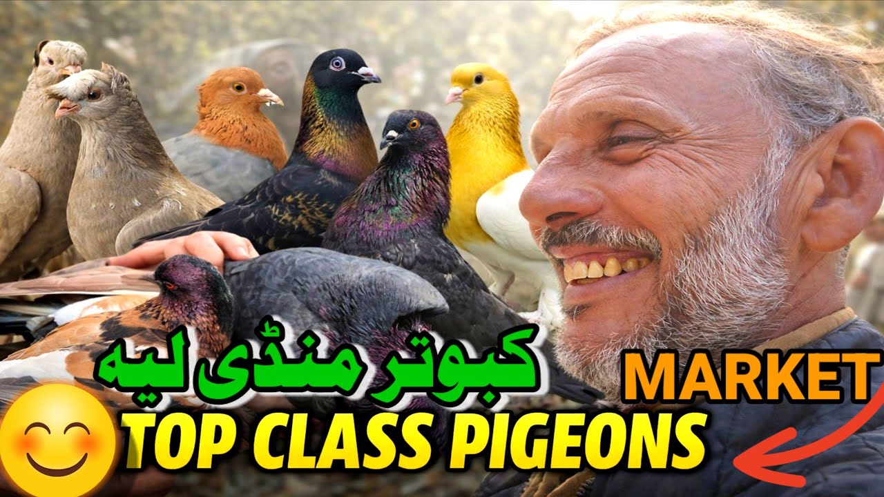 Friday Bird Market Pakistan | Ehsan Ullah Exclusive Interview | Pigeon Prices 2026
