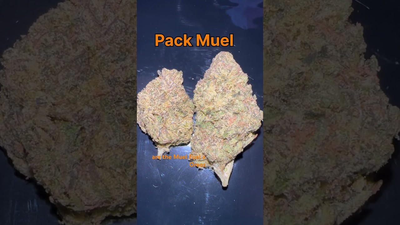 Pack Mule Cannabis Flower Strain #cannabiseducation #strainreviews #420 #cannabisflower #weedtube