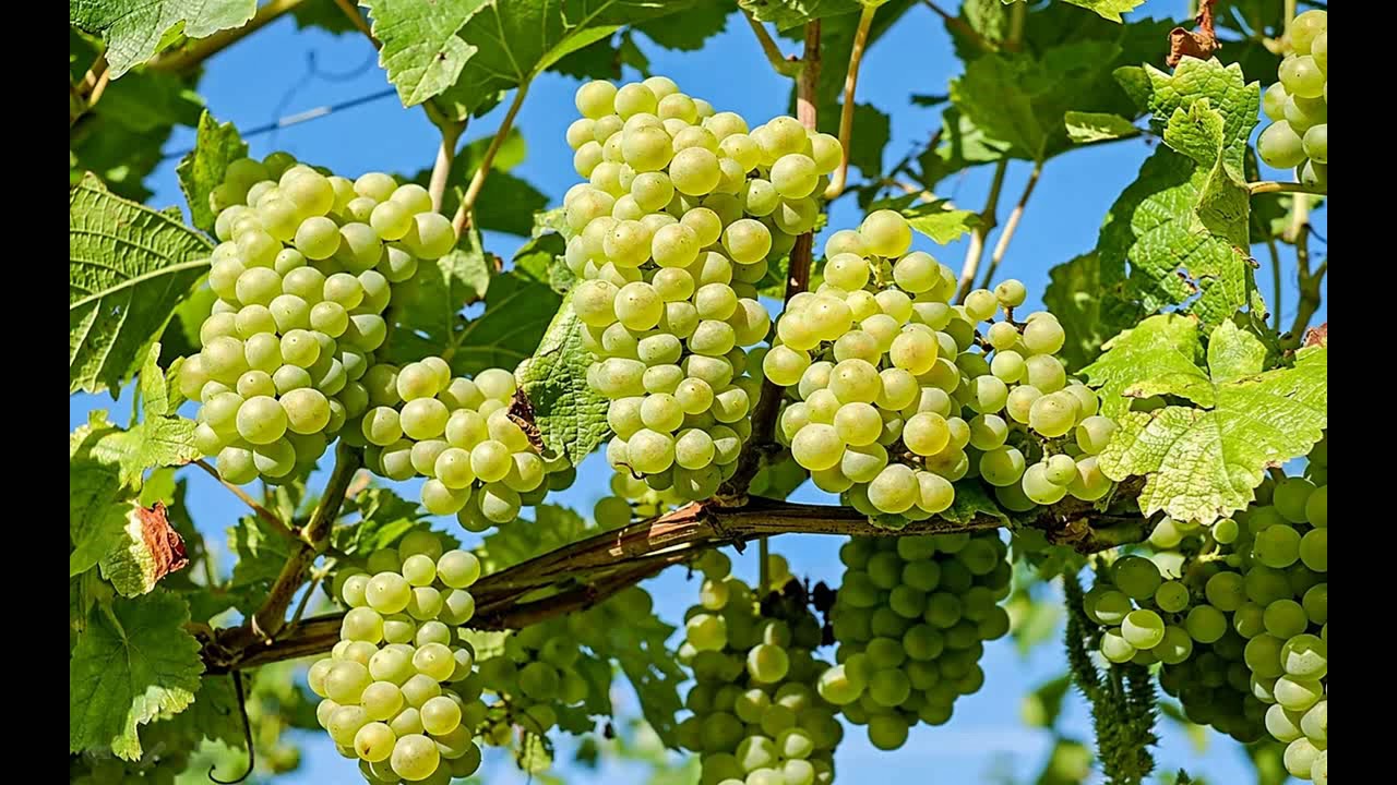 Diane Arkenstone ~ Sunrise on the Vineyard
