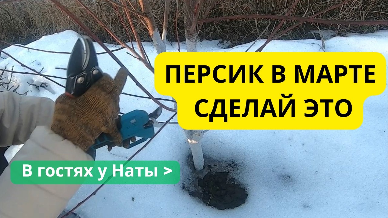 Персик в марте: 3 шага, без которых урожая не будет!