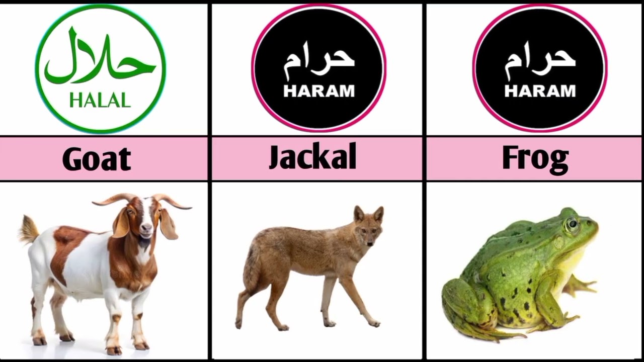 Halal And Haram Animal Meat In Islam | Halal Animal Facts That Will Shock You!