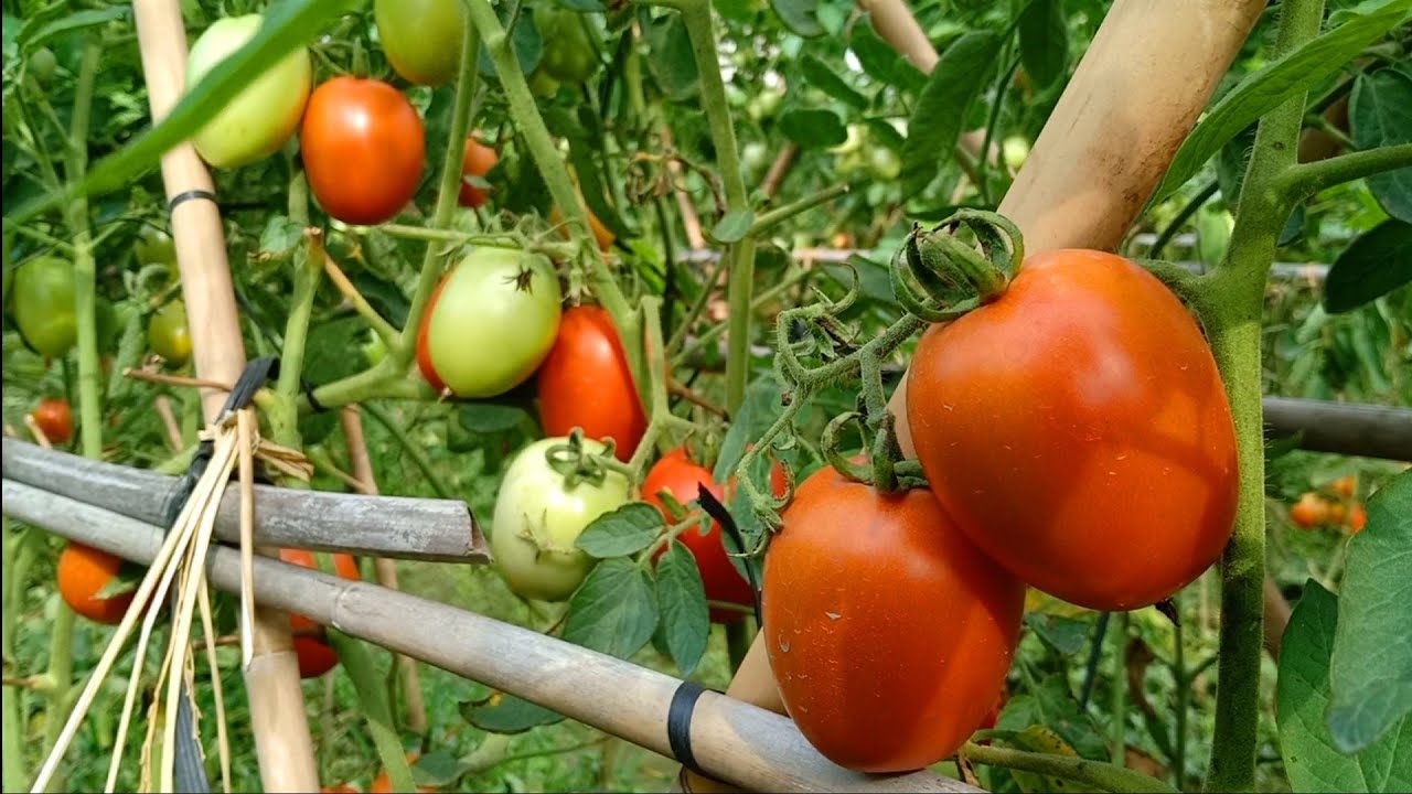 Cách Trồng Cà Chua Sạch Mà Vẫn Năng Xuất Cao - Cắt Tỉa Lá Và Làm Giàn / Nhà Nông Làm Vườn