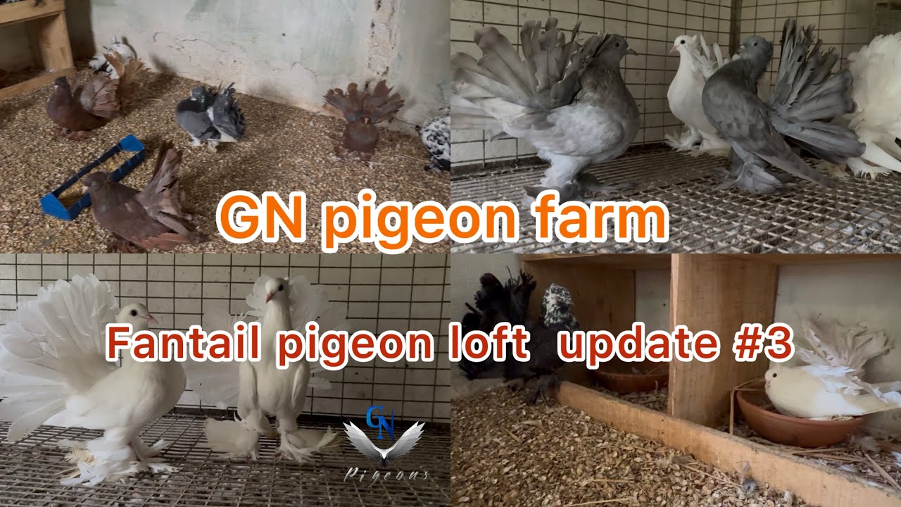 Fantail pigeon loft update #3 || GN pigeon farm ||#pigeons#pigeon#pigeonhouse#pigeonloft#