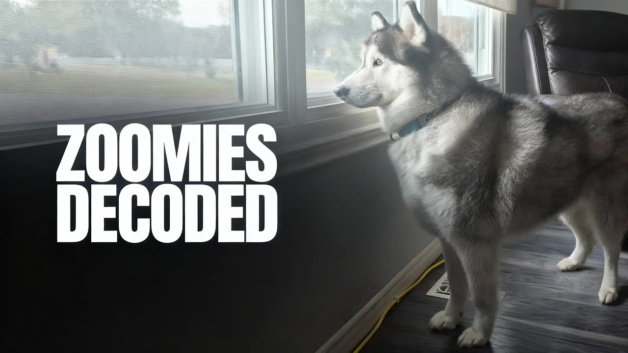 The Real Reason Your Dog Gets “Zoomies” (It’s Not Just Energy)