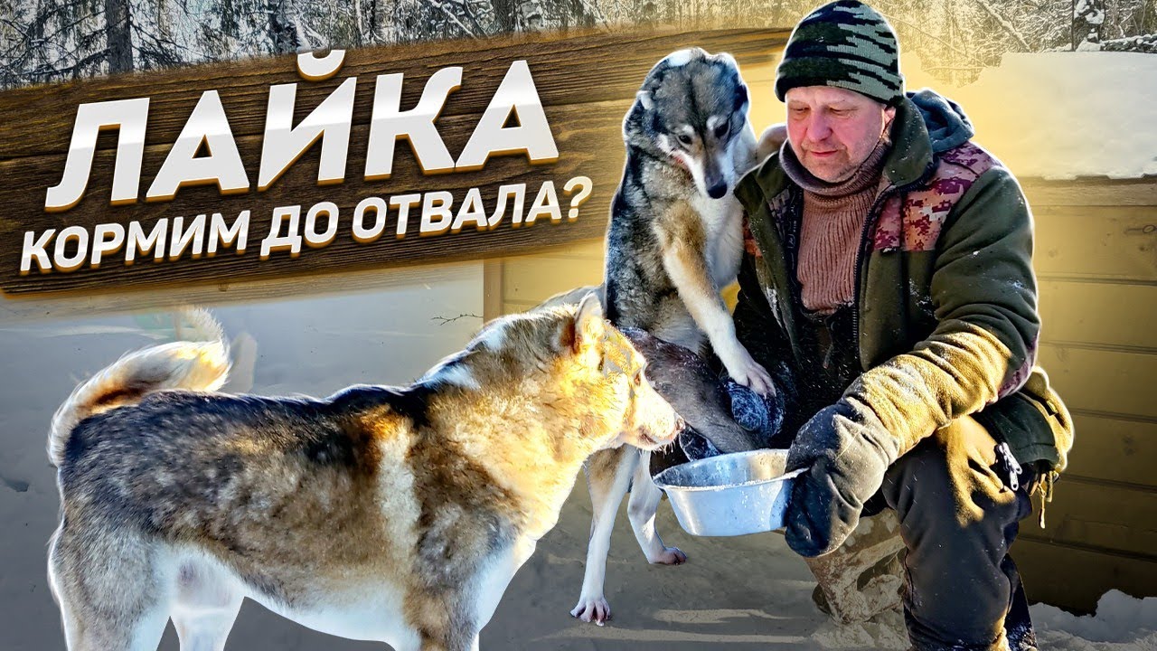 Кормление Лайки Зимой, в условиях вольерного содержания.