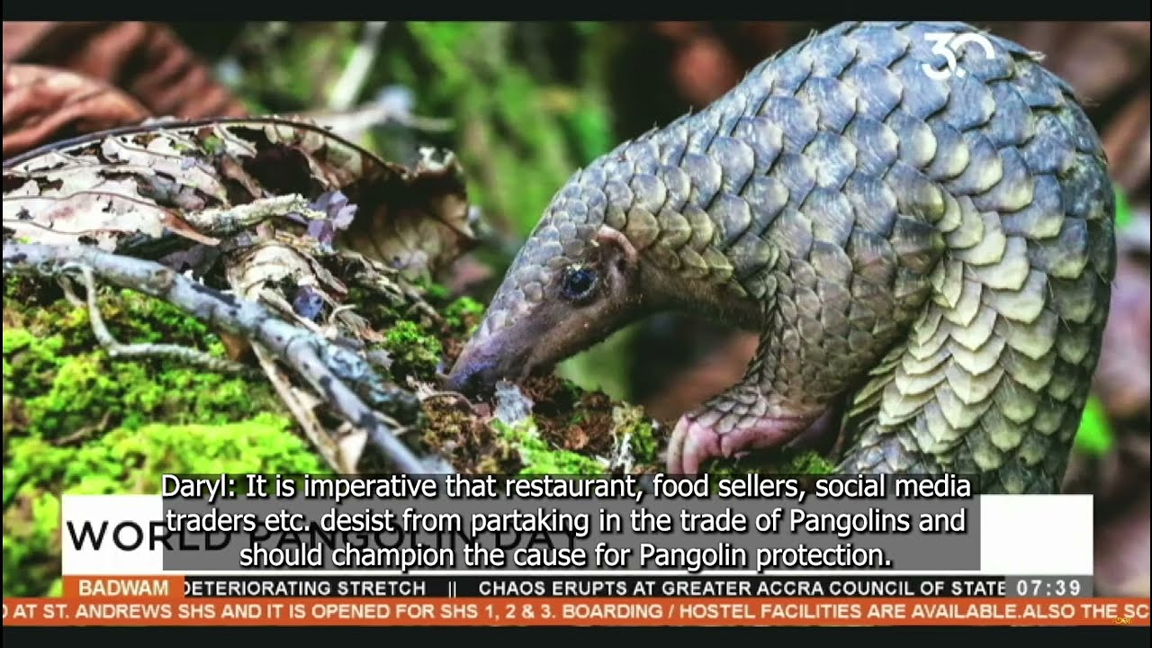 World Pangolins Day, 2025 commemoration discussions on Adom TV.
