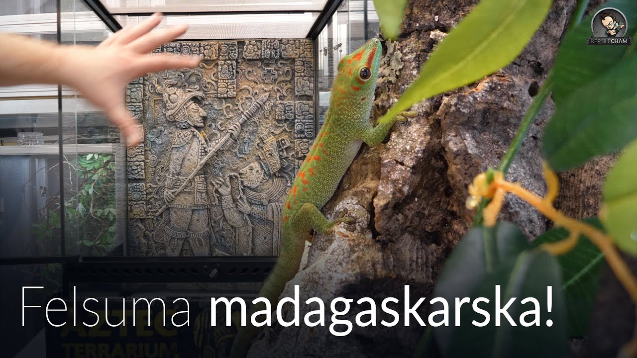 Terrarium AZTEC EXO TERRA dla Felsumy Madagaskarskiej!
