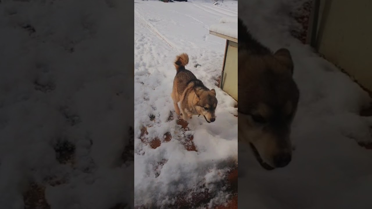 🌨🥶..snowy days kailangan namin bisitahin ang doggie namin 🐕