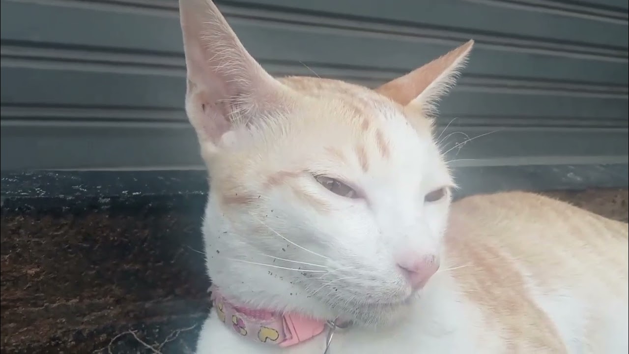 Sad Cat (The cat is sad)