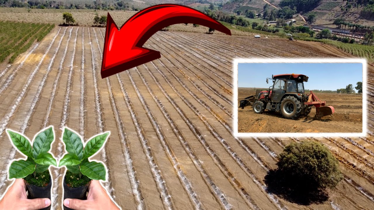 COMO PREPARAR O TERRENO DO JEITO CERTO PARA FAZER O PLANTIO DE CAFÉ