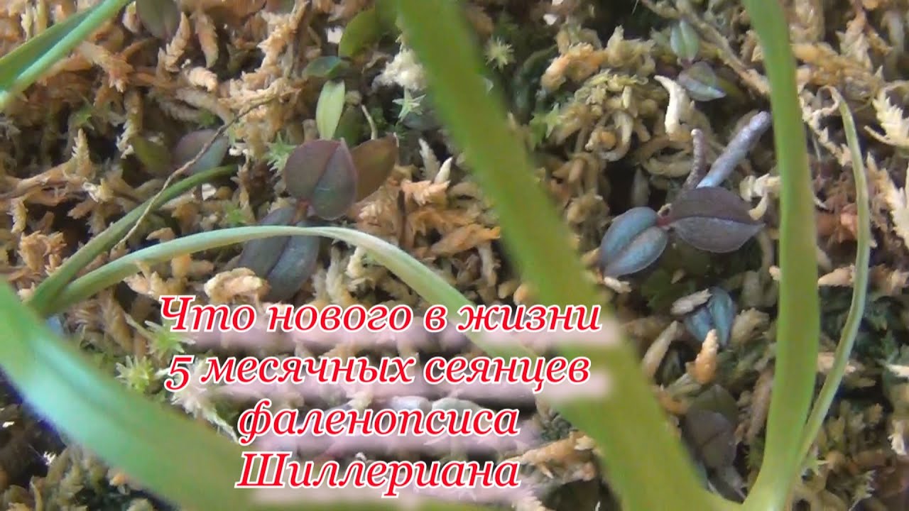 Сеянцы фаленопсиса Шиллериана. Им 5 месяцев. Что с семенами Филадельфии? Фласка Шиллерианы