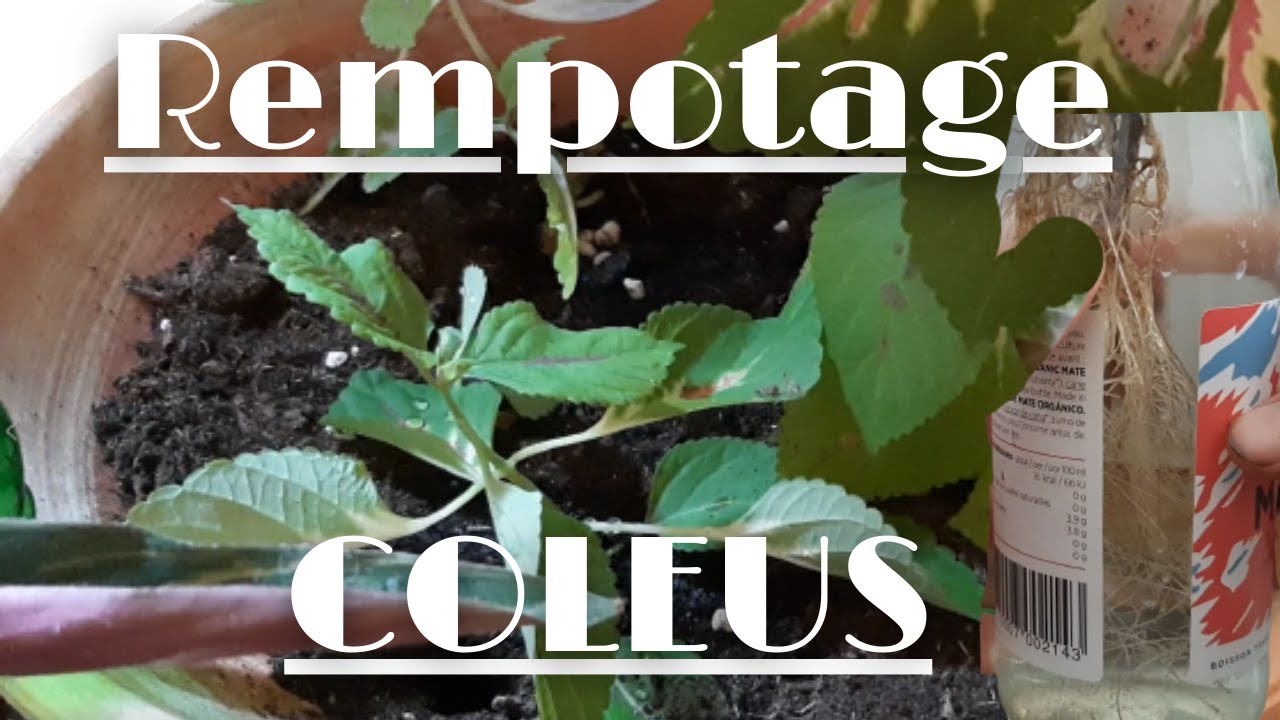 🌱 Rempotage coleus🌱