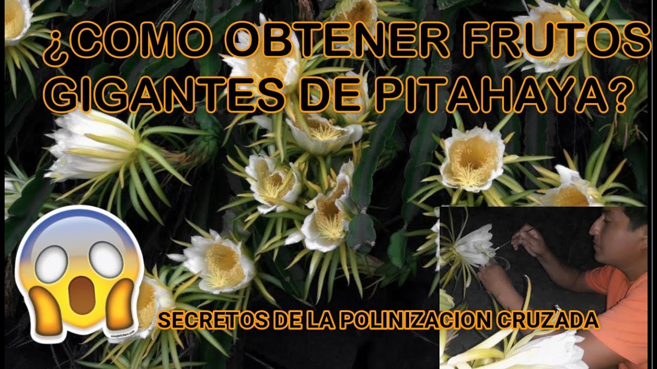 Cómo realizar la polinizacion de PITAHAYA - FRUTOS GRANDES EN LA PITAHAYA :O