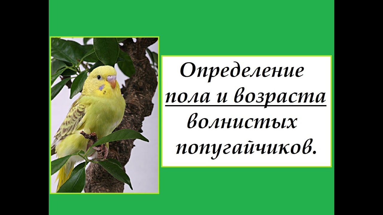 Определение пола и возраста волнистых попугайчиков