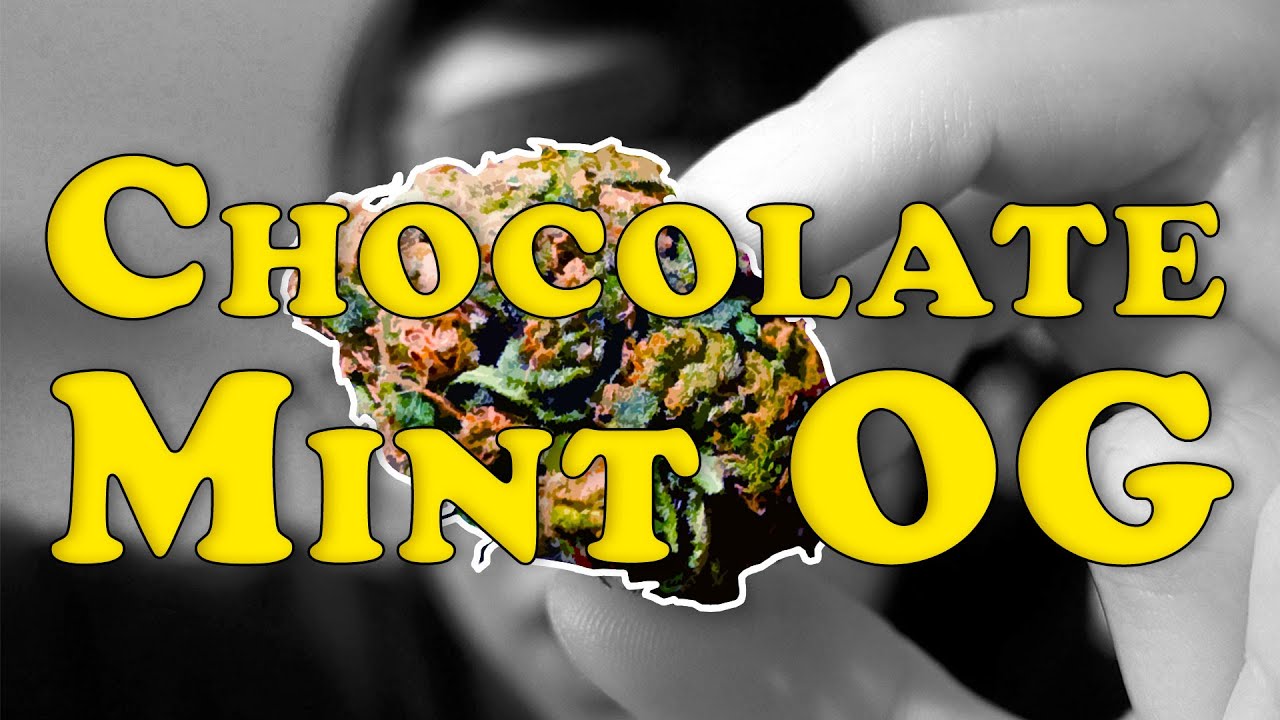 🍫Chocolate Mint OG - Steel City Green - First Impression 🍫