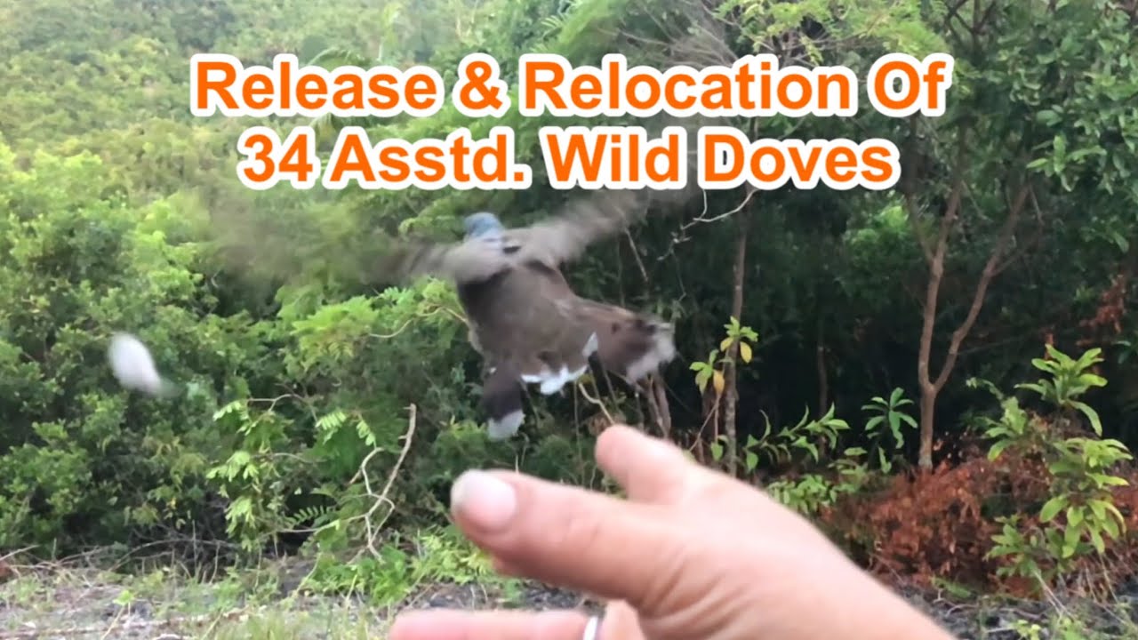 Back To The Wild | Relocation And Release Of 34 Wild Doves For Wild Breeding 