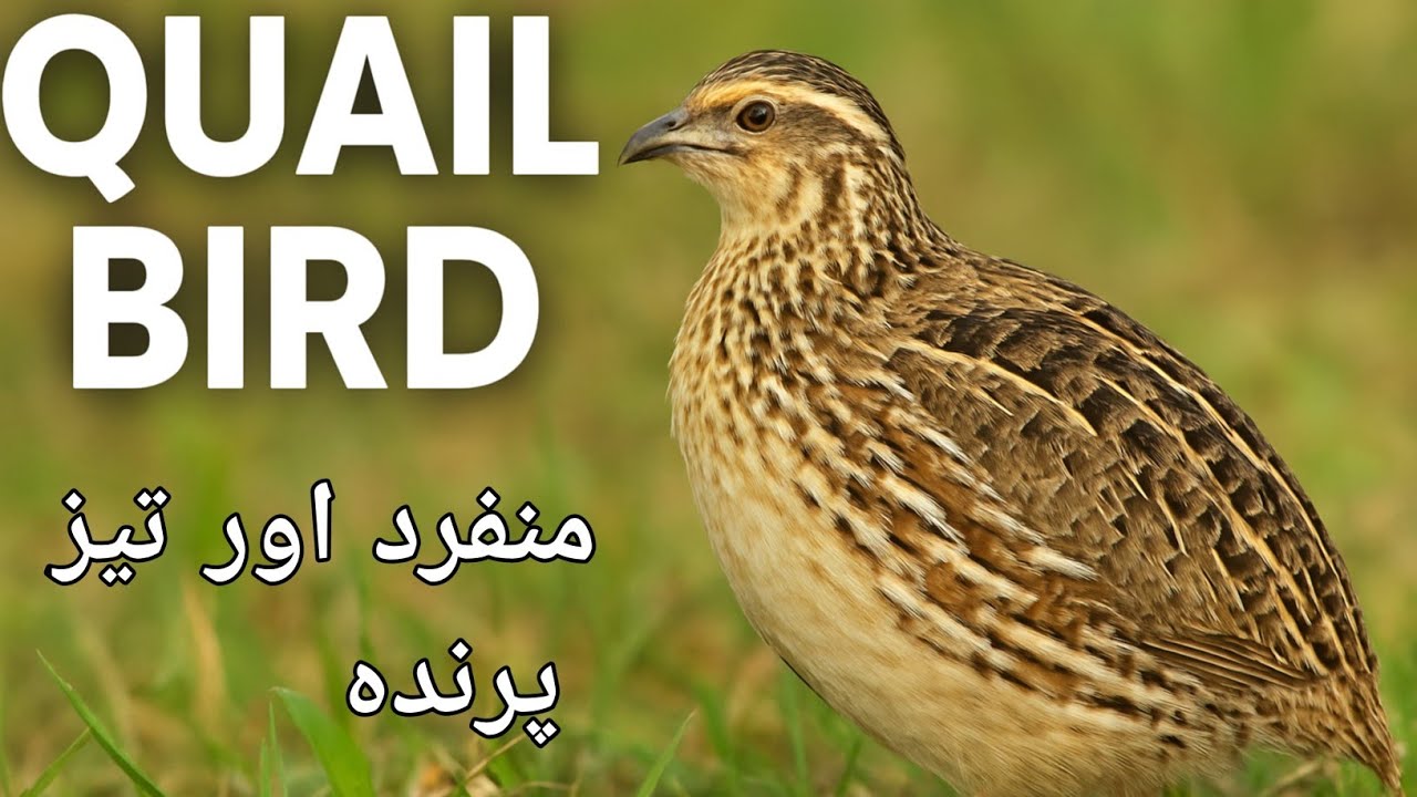 Quail Bird in Asian Countries | Batair Information, Lifecycle, Food & Habitat