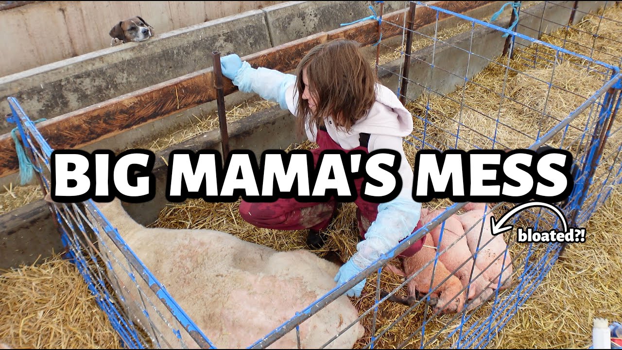 Big Mama FINALLY LAMBED!! ...but not the ending I had hoped for.