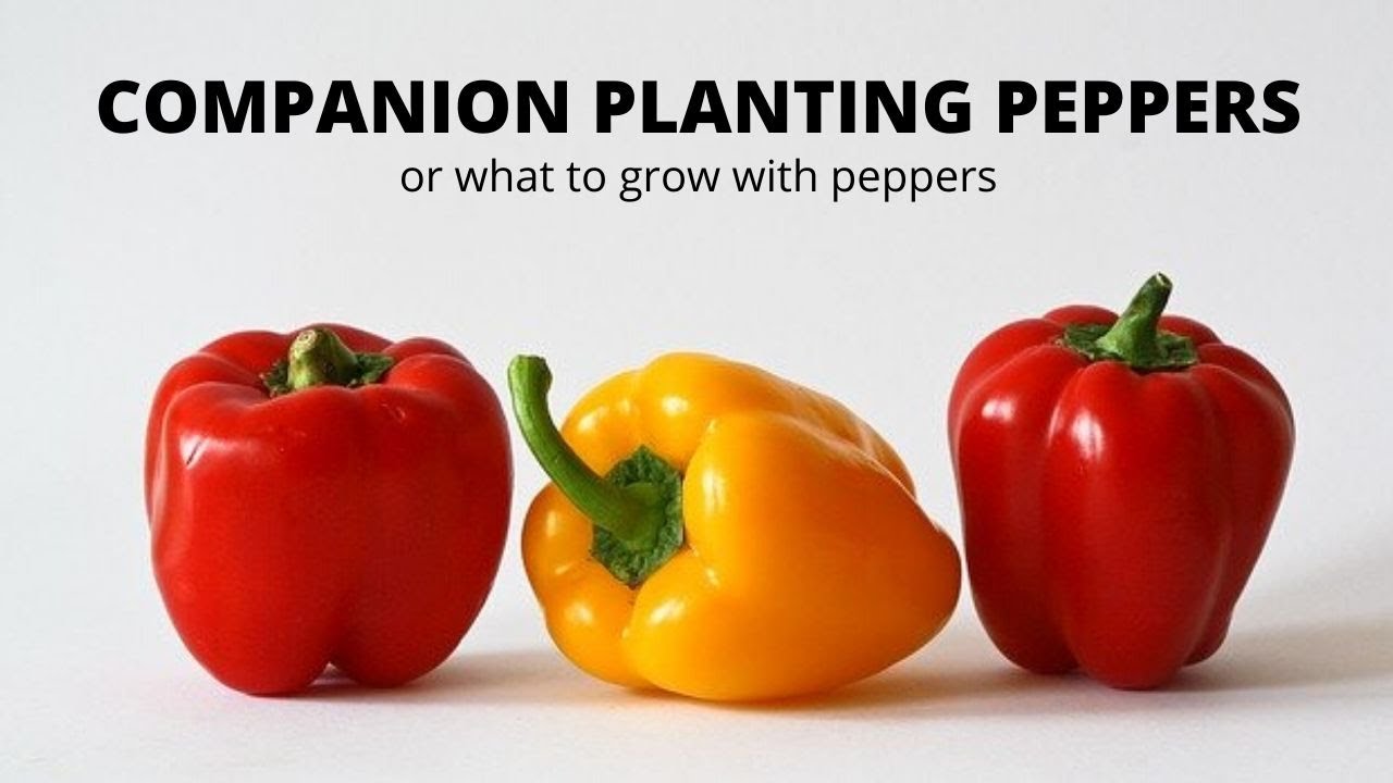 COMPANION PLANTING PEPPERS or WHAT TO GROW WITH PEPPERS