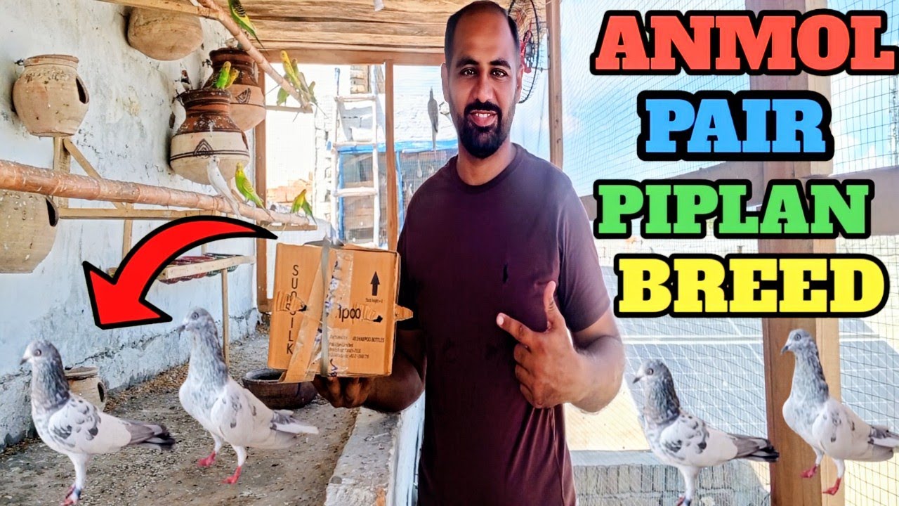 Piplan Breed Ka Anmol Saleti Pair Lia | kabotar | Pigeons