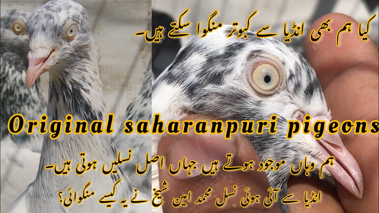 Introducing saharanpuri pigeons by amin sheikh || Indian pigeons first time in YouTube history
