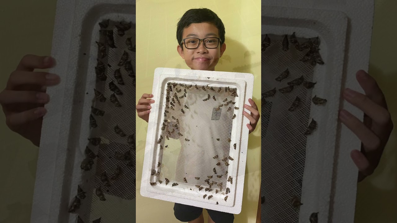 Butterfly life cycle of Hypolimnas bolina jacintha (Home project)#homeprojects #bonding #butterfly