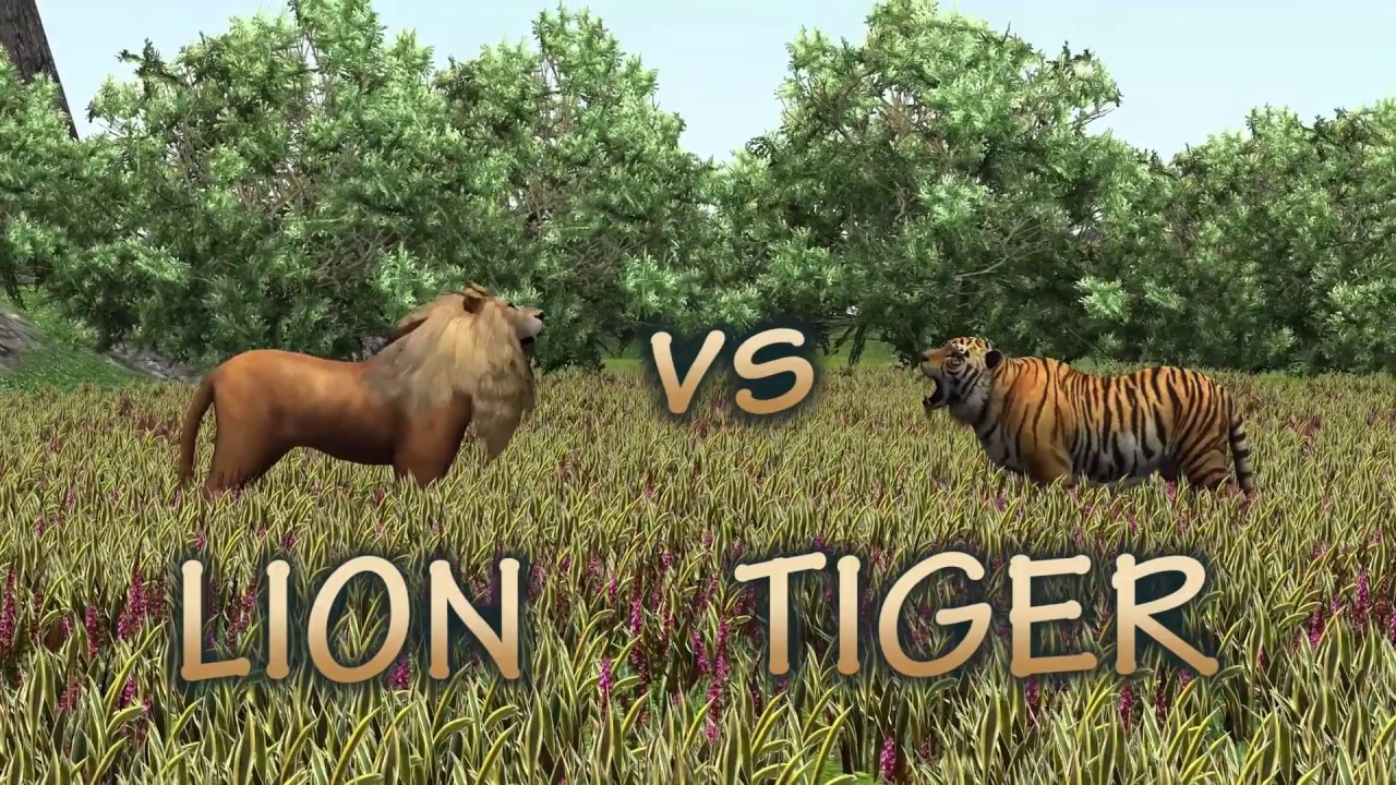 Animal Race Lion vs tiger which is faster?