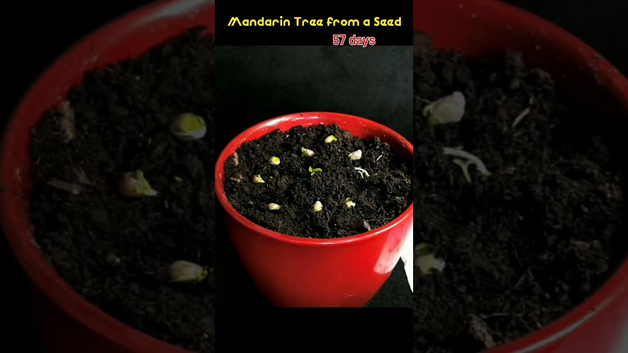 How to Grow a Citrus / Mandarin Tree from a Seed 57 days Time-Lapse
