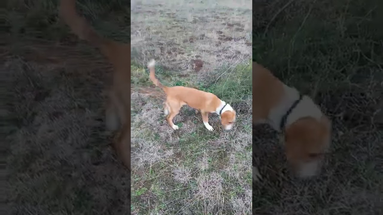 Obuka mladog posavskog gonica na divljeg zeca