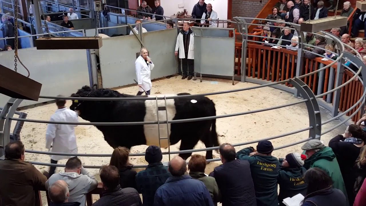 Belted Galloway and White Galloway Show & Sale  (4)