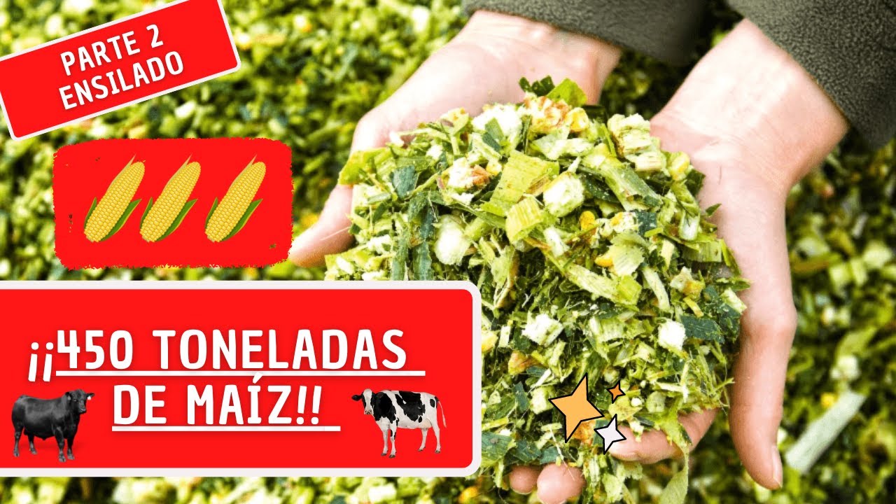 ENSILANDO 450 TONELADAS DE MAÍZ / CÓMO HACER ENSILADO DE MAÍZ