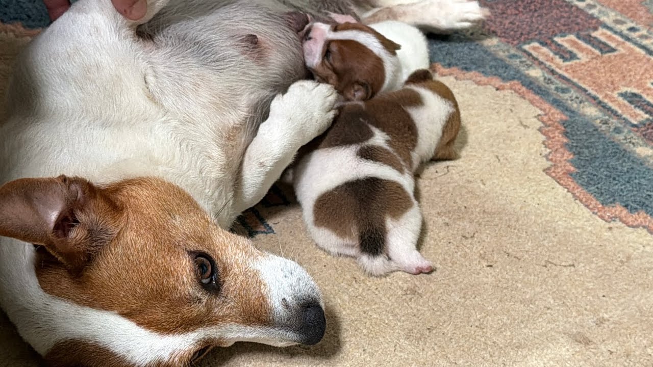 JACKRUSSELL PARS & PARİS&rsquo;İN YAVRULARI TOSBAĞA GİBİ OLMUŞ