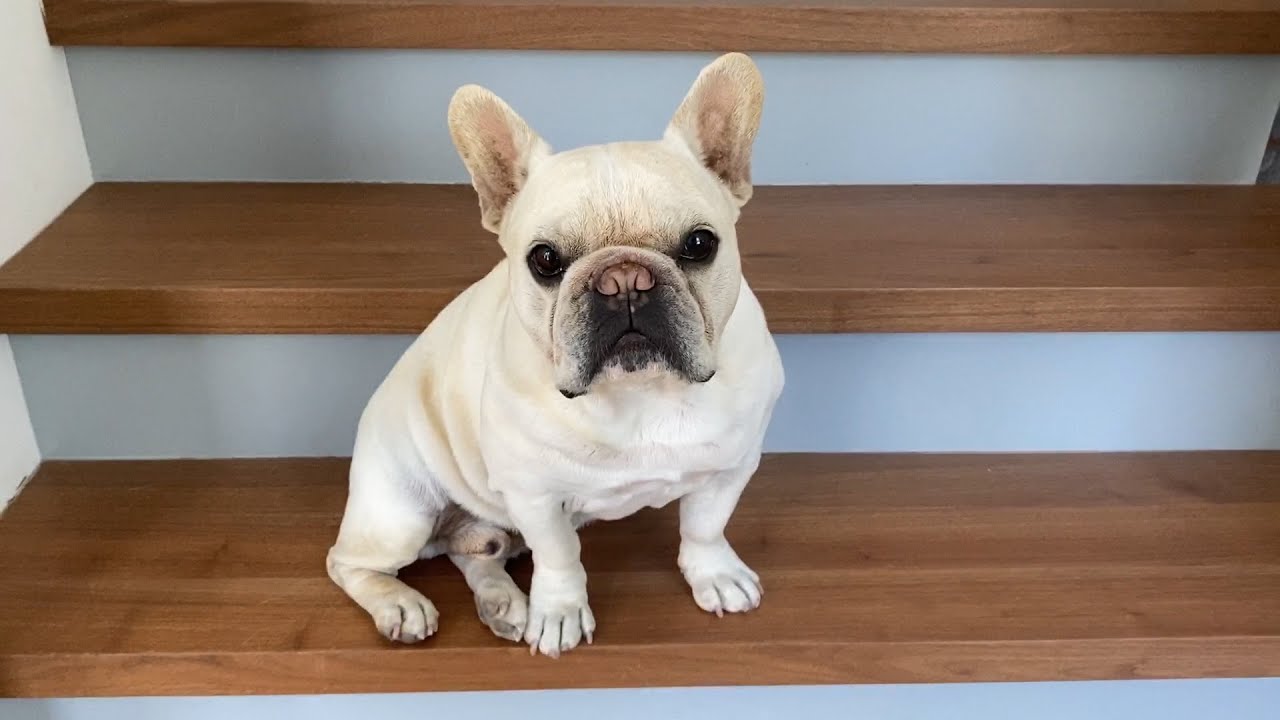 5 Smart Ways to Exercise Your Dog Indoors - Martha Stewart