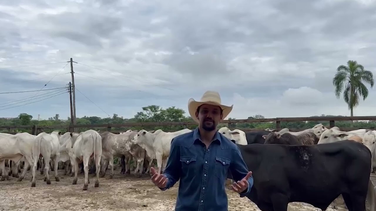 BOITEL: PECUARISTA REVELA AS 3 PRINCIPAIS VANTAGENS DA ENGORDA DE BOI TERCERIZADA