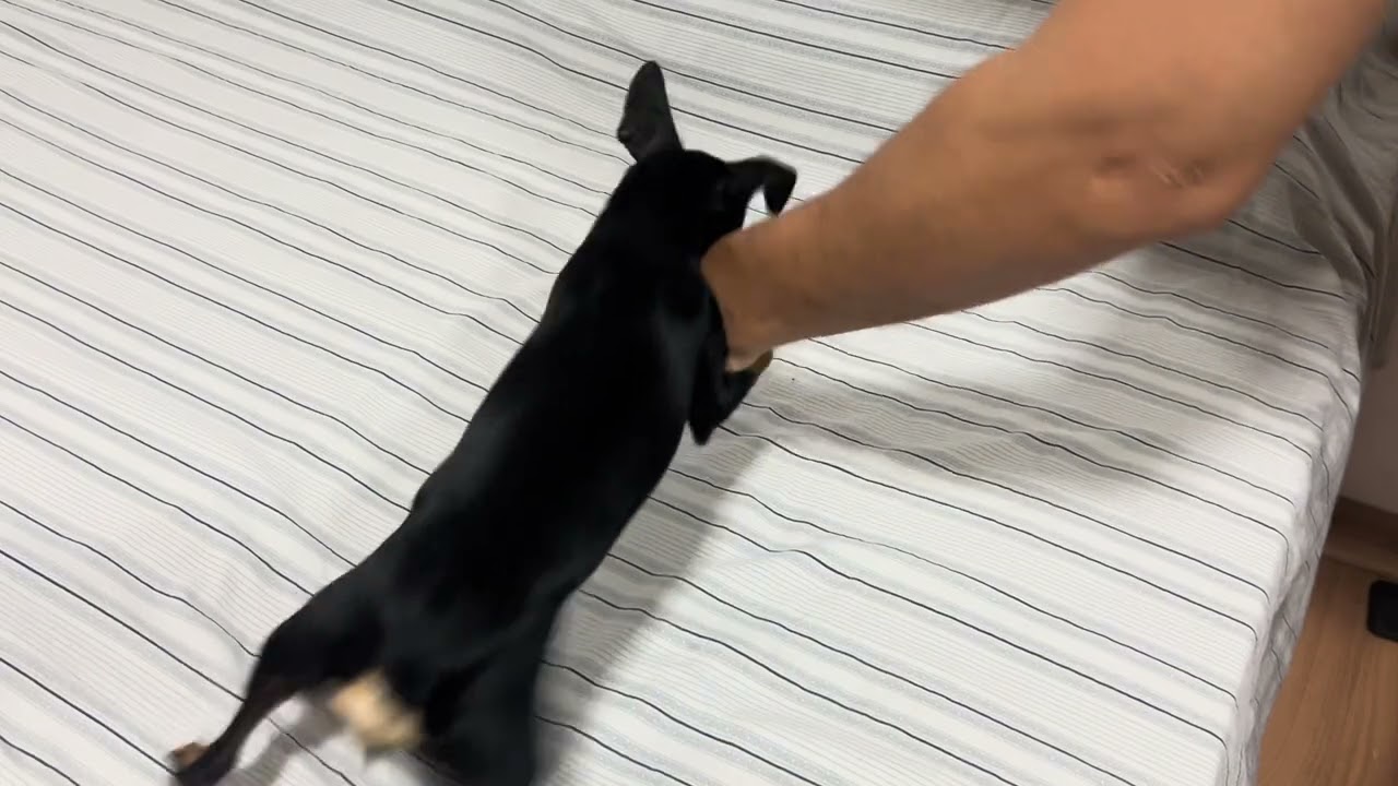 TIRANDO PIRULITO DA BOCA DE CRIANÇA 😜 #pets #animals 