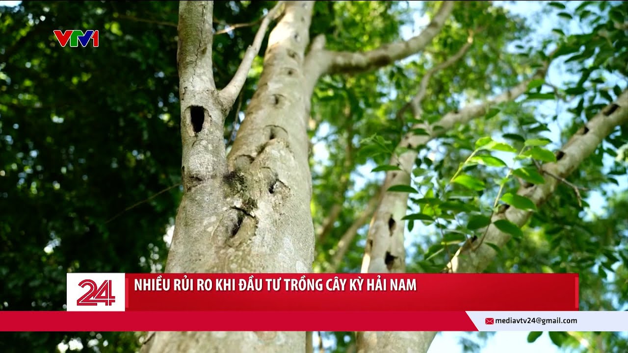 Nhiều rủi ro khi đầu tư trồng cây kỳ hải nam | VTV24