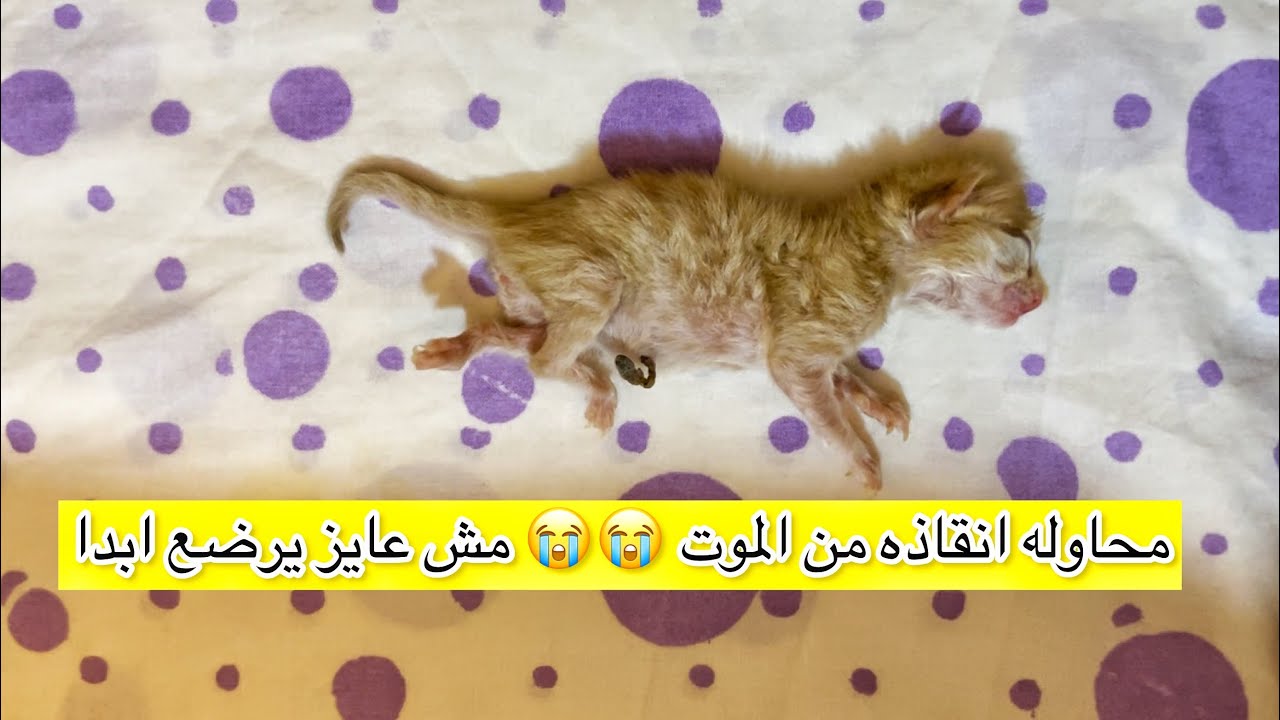 محاوله انقاذ قط حديث الولاده من الموت // كيفيه رضاعه القطط الصغيره بدون امهم