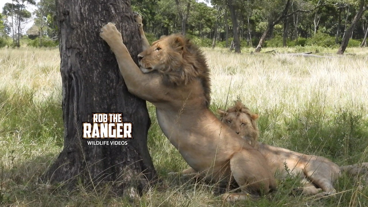 The New Kings Of The Famous Marsh Pride Of Lions | Lalashe Maasai Mara Safari