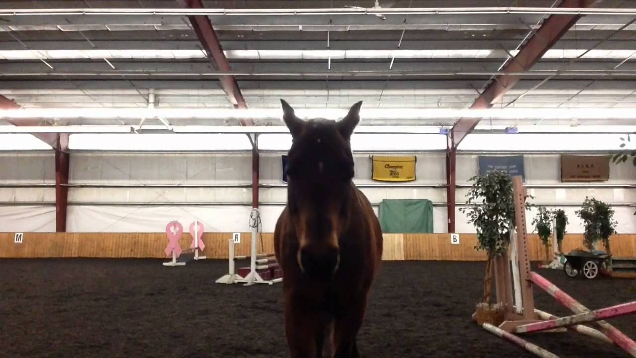 Horse videos
