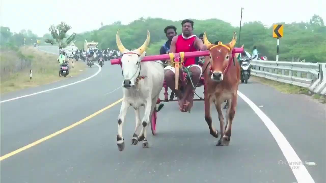 ⭕LIVE(நேரலை)| பரளி || சின்னமாடு பந்தயம் || புதுக்கோட்டை மா || panthyam