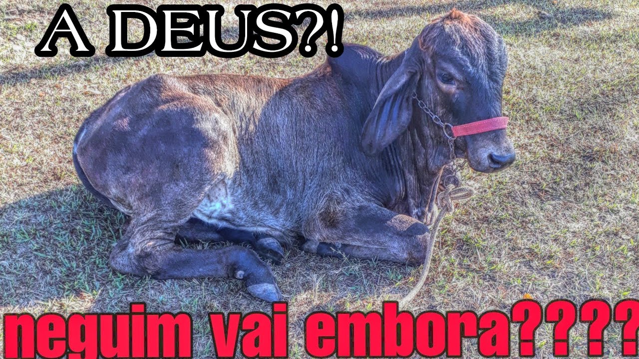 ÚLTIMO VIDEO DO NEGUIN?