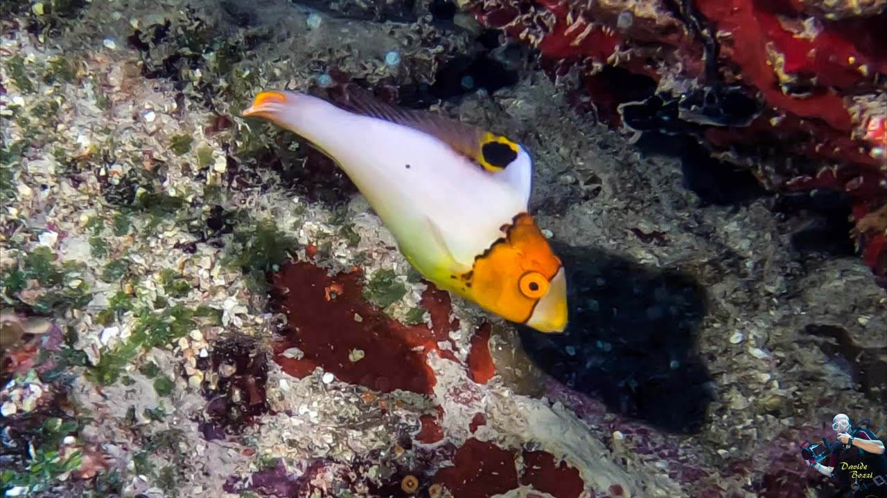 Micronesia 2025. Island of Guam. Dive site a Finger Reef. (09 Febbraio 2025).  (4K).