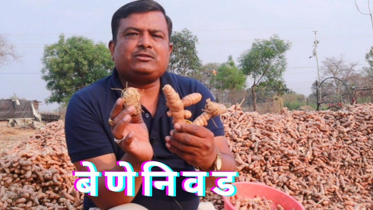 एकरी 40 क्विंटल उत्पादन घेण्यासाठी बेणे कसे असावे ll Seed Selection in Turmeric
