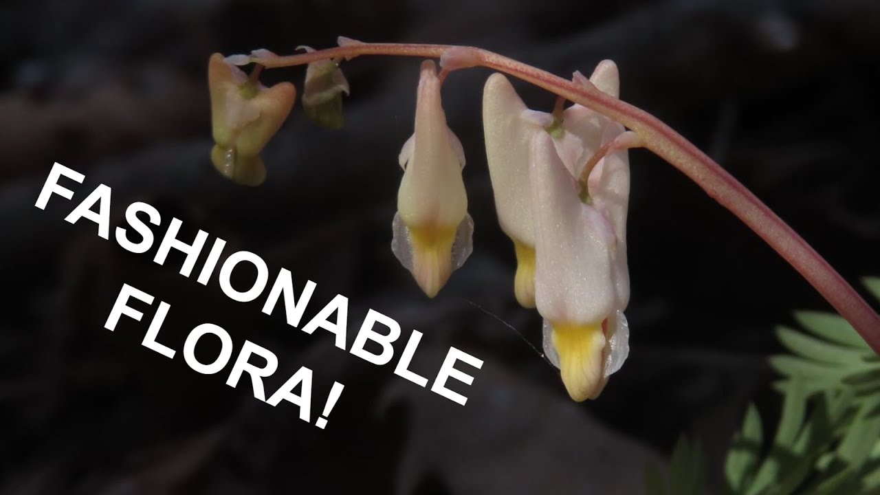 Dutchman's Breeches - The Wildflower That Looks Like Pants