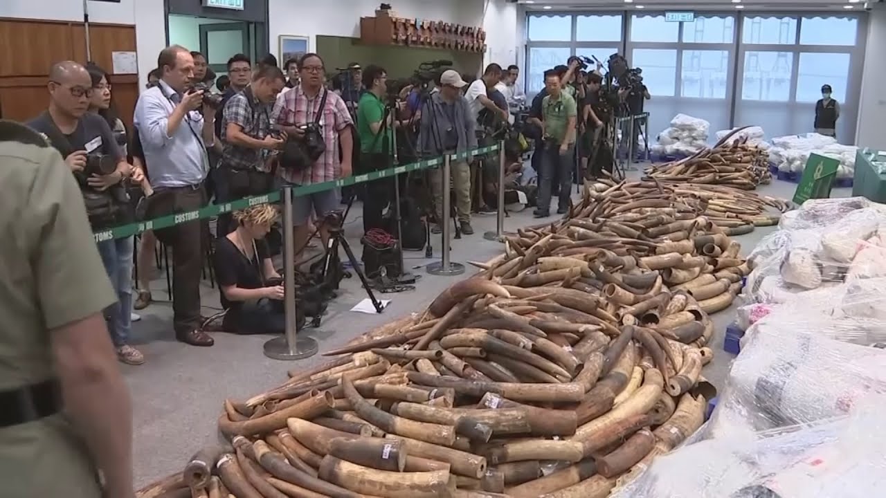 72,000 kilos of ivory seized in Hong Kong