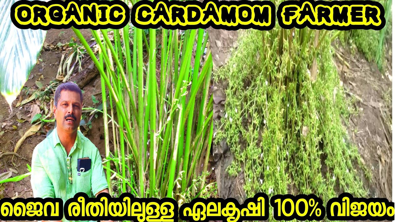 How to grow Cardamom from seeds in 2022,How to grow elaichi at home, how to grow Cardamom #Elachi