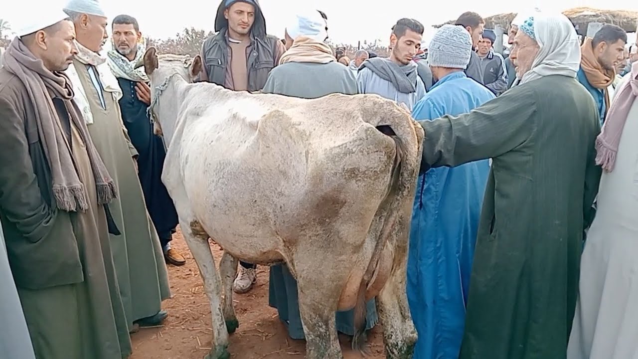 اسعار البقر الوالد والعشر واللبن في سوق ابو هواش تبع المحموديه بحيره يوم 6/3/2025
