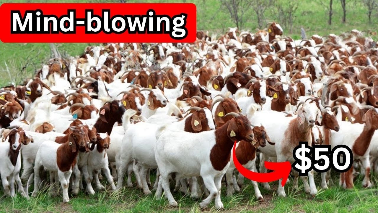 Best time to buy goats in Uganda the prices will shock you | Adding goats to your Homestead