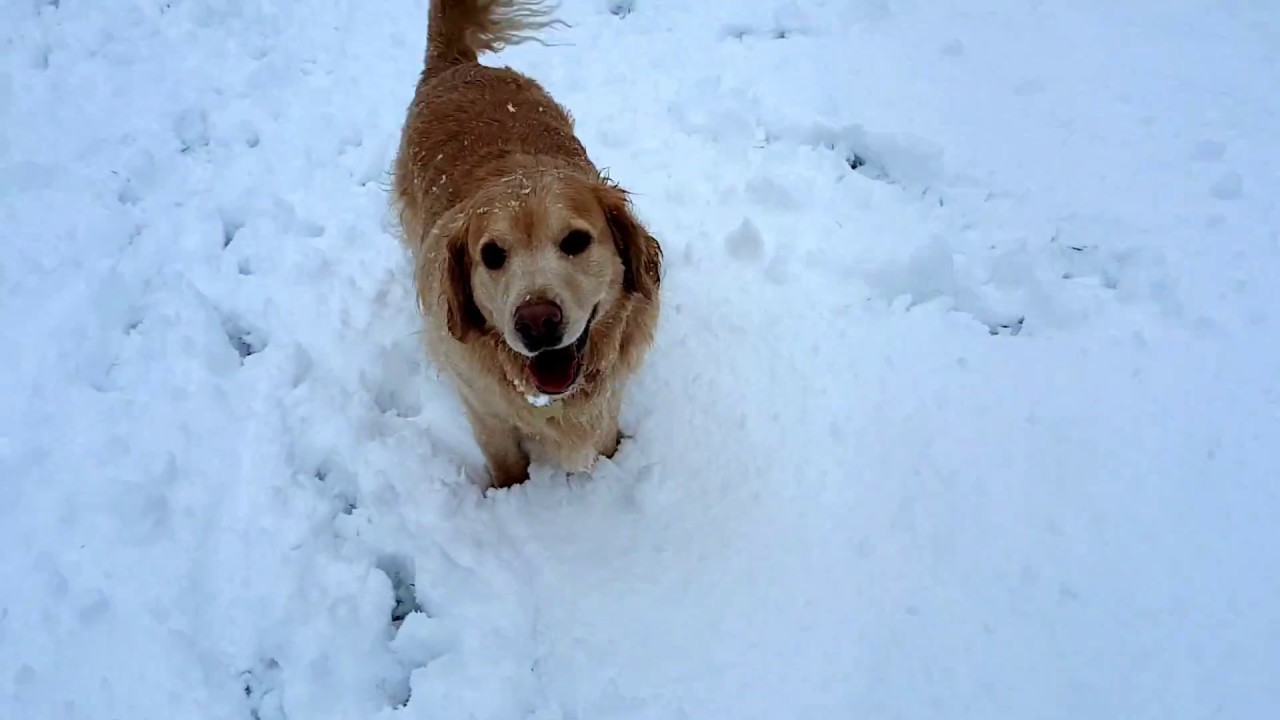 My lab mix having zoomies in the snow!