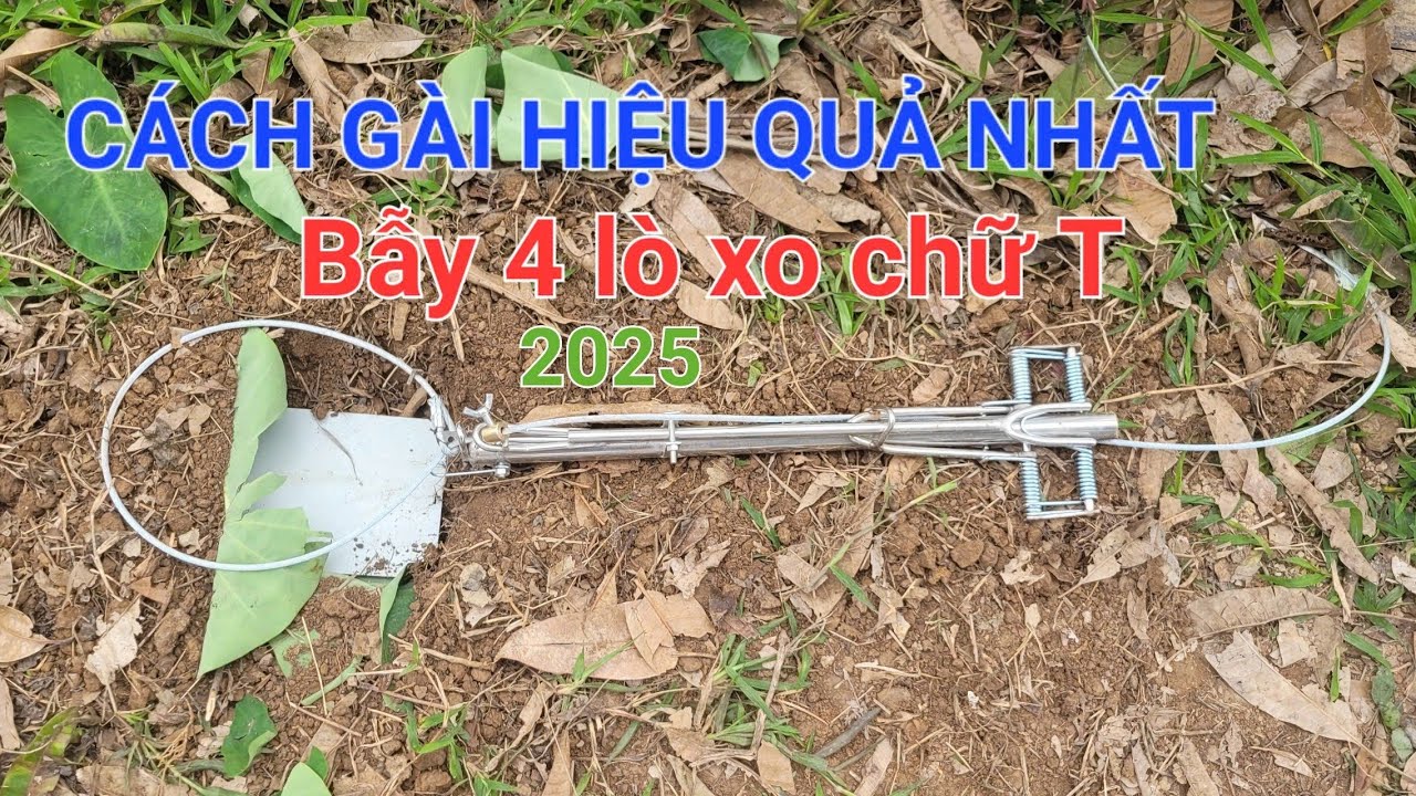 HƯỚNG DẪN GÀI BẪY 4 LÒ XO CHỮ T CHI TIẾT NHẤT 2025.BẪY LÒ XO BẪY HEO RỪNG, THÚ LỚN.